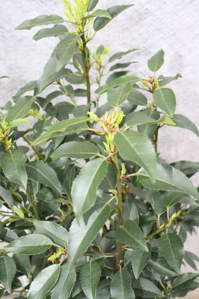 Portugiesischer Kirschlorbeer Mediterrane Sichtschutzhecke Bestellen