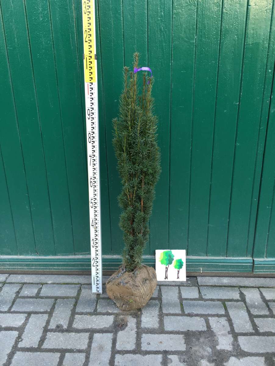 S Uleneibe Taxus Baccata Fastigiata Robusta Pflanzenhof Moosheide