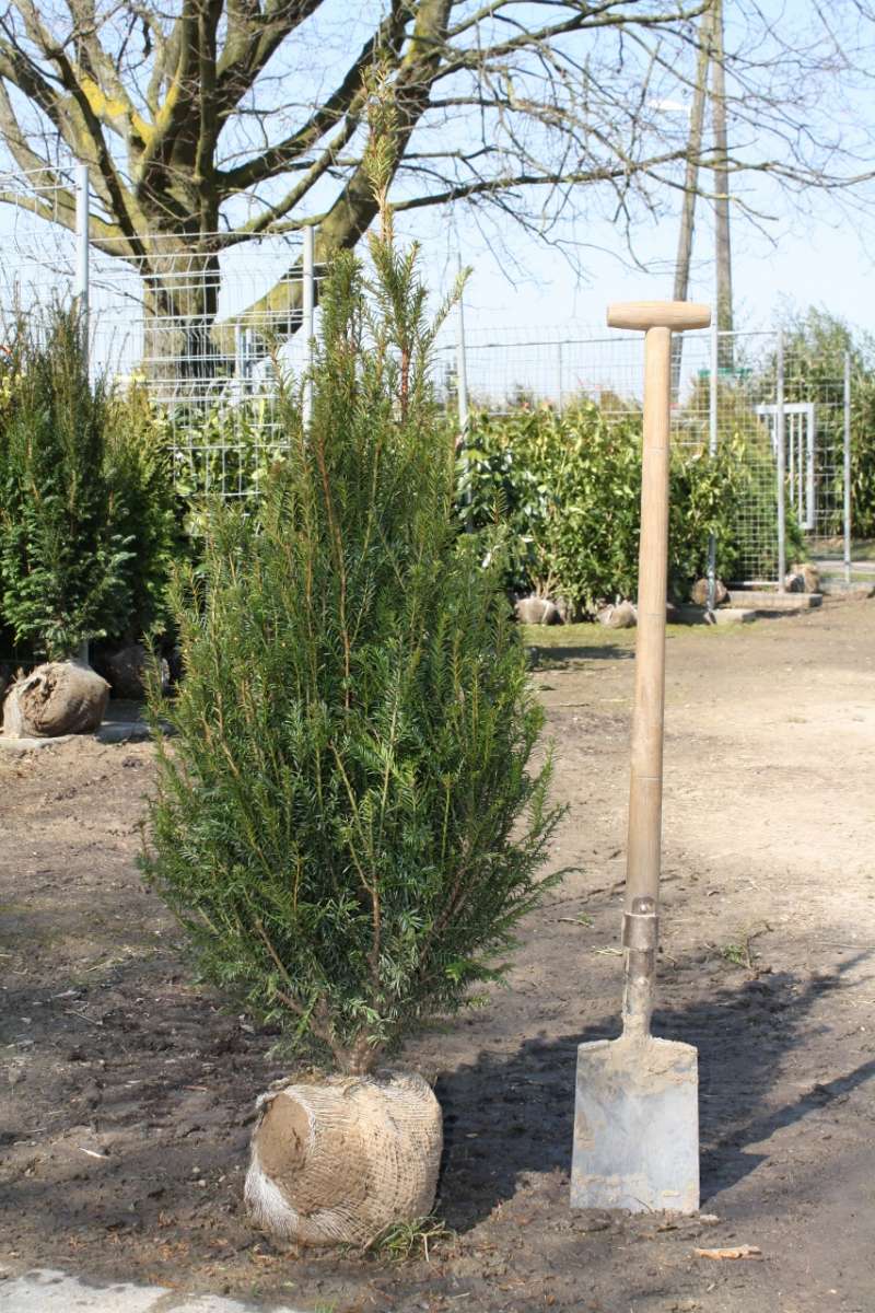 Heimische Eibe Taxus Baccata Pflanzenhof Moosheide