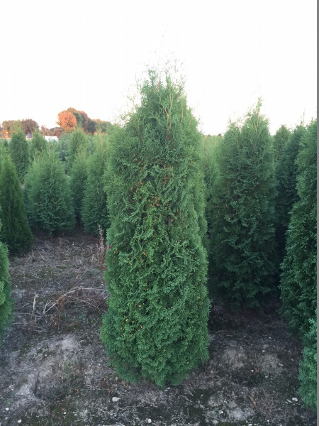 Thuja Malonyana XXL - Größe 220/240cm - Premium Ballenware