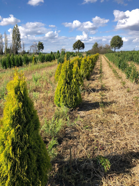 Thuja Golden Smaragd - Größe 140/160 cm - Premium Ballenware