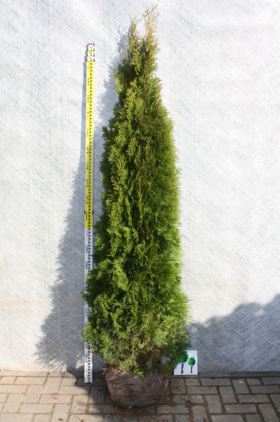 Thuja Smaragd XXL - Größe 220/240 cm - Premium Ballenware